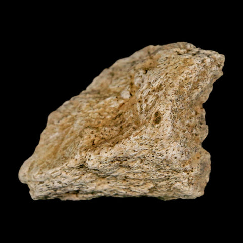 1.6" Ankylosaurus Fossil Scute Bone Judith River FM Cretaceous Dinosaur MT COA