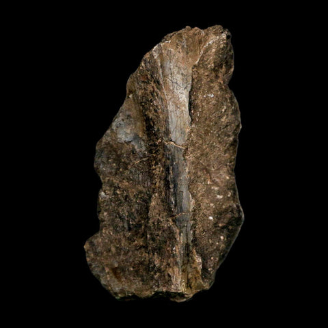 3.7" Allosaurus Fossil Vertebrae Bone Morrison FM Colorado Jurassic Dinosaur COA Stand