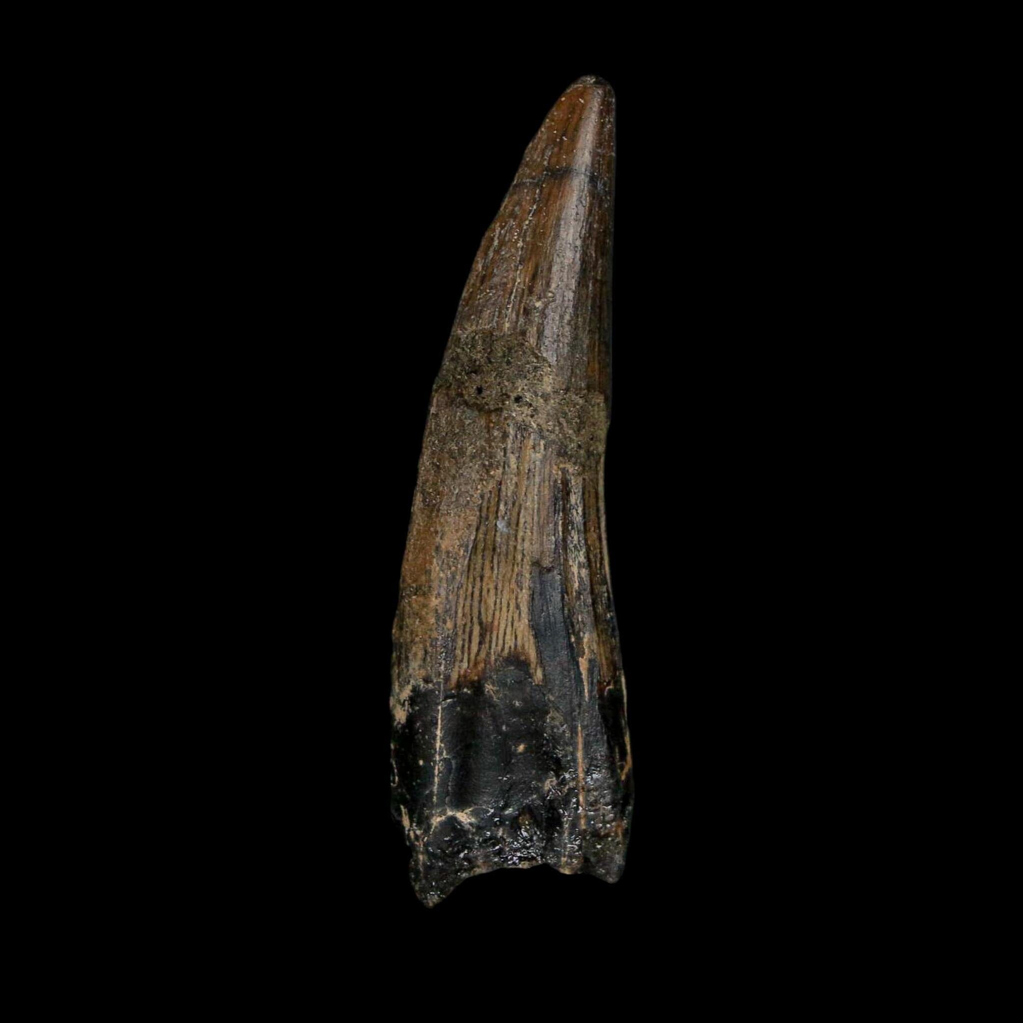 1.9" Suchomimus Fossil Tooth Cretaceous Spinosaurid Dinosaur Elraz FM Niger COA - Fossil Age Minerals