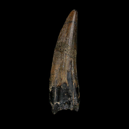 1.9" Suchomimus Fossil Tooth Cretaceous Spinosaurid Dinosaur Elraz FM Niger COA