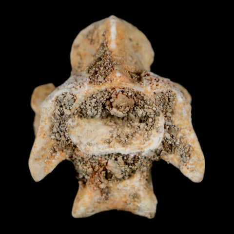 0.8" Palaeophis Magrebianus Sea Snake Vertebra Bone Upper Paleocene Morocco - Fossil Age Minerals