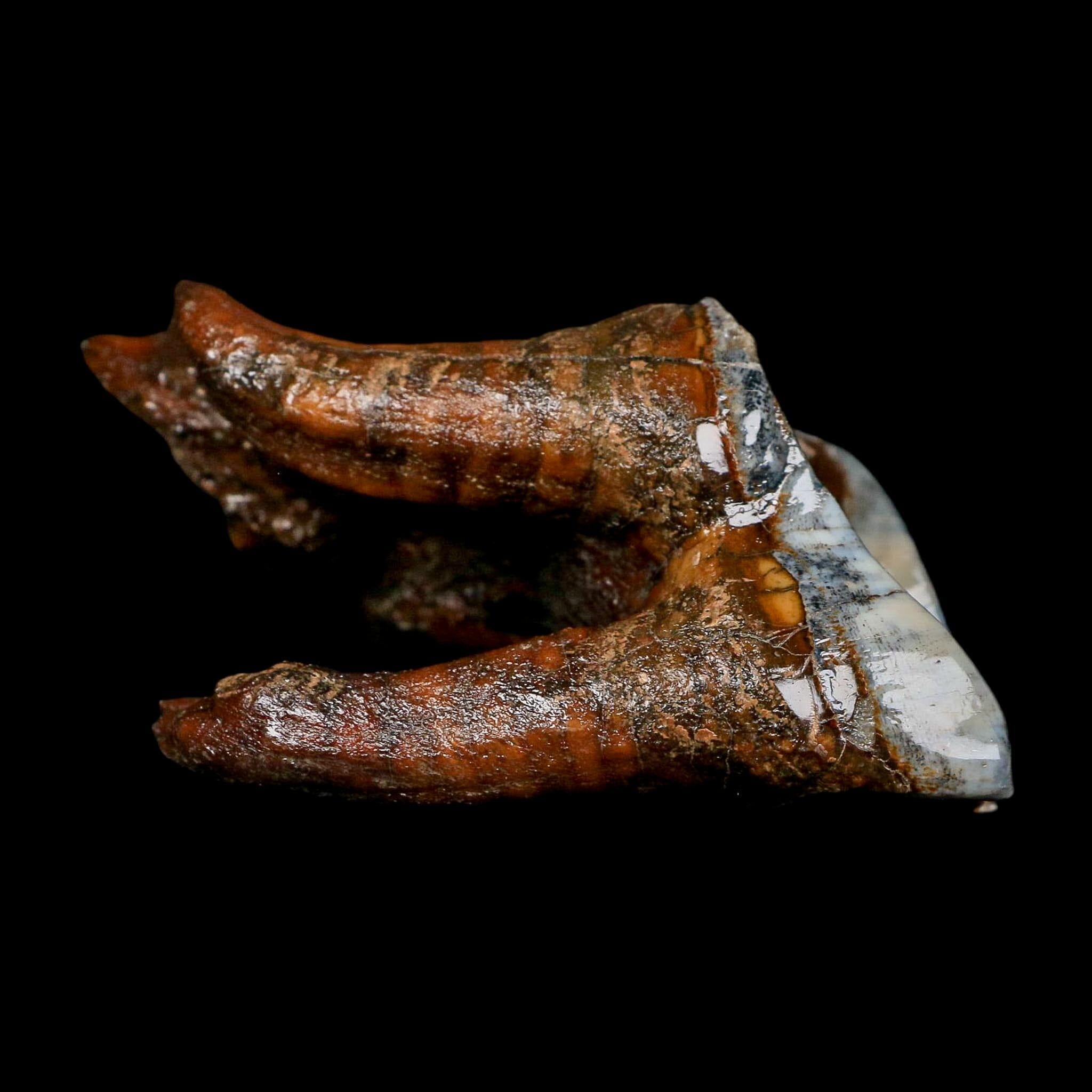 3.5" Woolly Rhinoceros Fossil Rooted Tooth Pleistocene Age Megafauna Russia COA