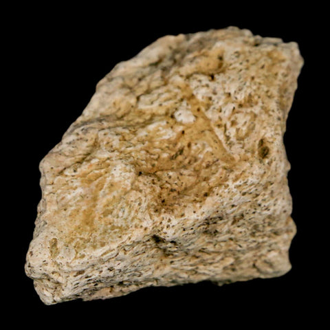 1.6" Ankylosaurus Fossil Scute Bone Judith River FM Cretaceous Dinosaur MT COA