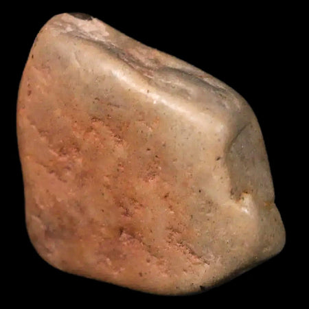 1.6" Sauropod Dinosaur Stomach Stone Gastrolith Rock Gizzard Stone COA