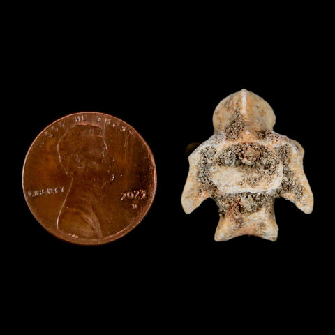 0.8" Palaeophis Magrebianus Sea Snake Vertebra Bone Upper Paleocene Morocco - Fossil Age Minerals