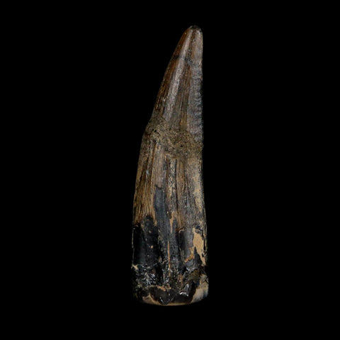 1.9" Suchomimus Fossil Tooth Cretaceous Spinosaurid Dinosaur Elraz FM Niger COA - Fossil Age Minerals