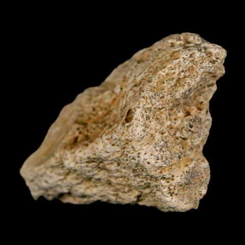 1.6" Ankylosaurus Fossil Scute Bone Judith River FM Cretaceous Dinosaur MT COA