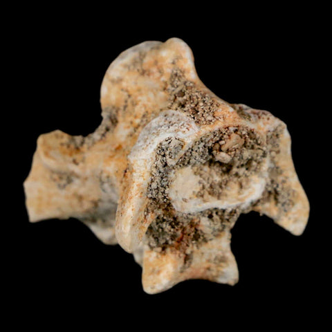 0.8" Palaeophis Magrebianus Sea Snake Vertebra Bone Upper Paleocene Morocco - Fossil Age Minerals