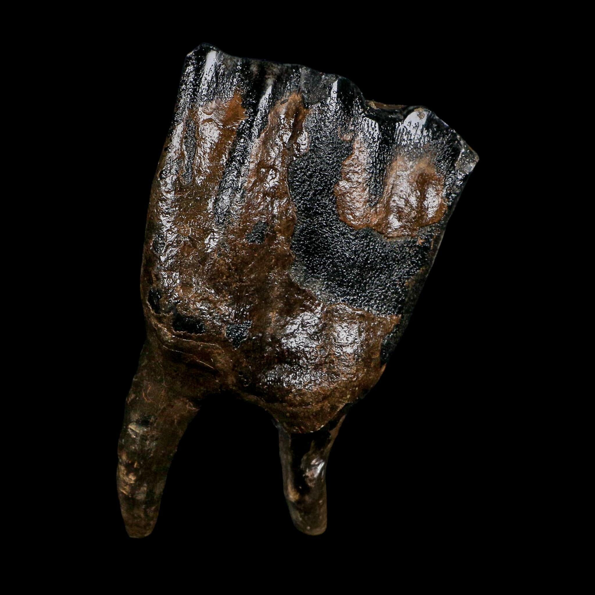 3.9" Woolly Rhinoceros Fossil Rooted Tooth Pleistocene Age Megafauna Russia COA