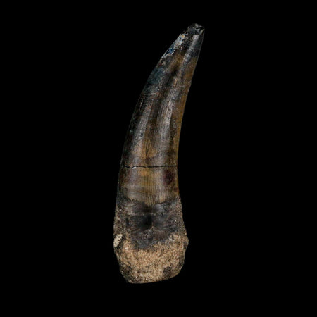 2.5" Suchomimus Fossil Tooth Cretaceous Spinosaurid Dinosaur Elraz FM Niger COA