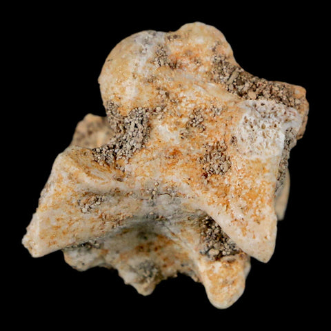 0.8" Palaeophis Magrebianus Sea Snake Vertebra Bone Upper Paleocene Morocco - Fossil Age Minerals