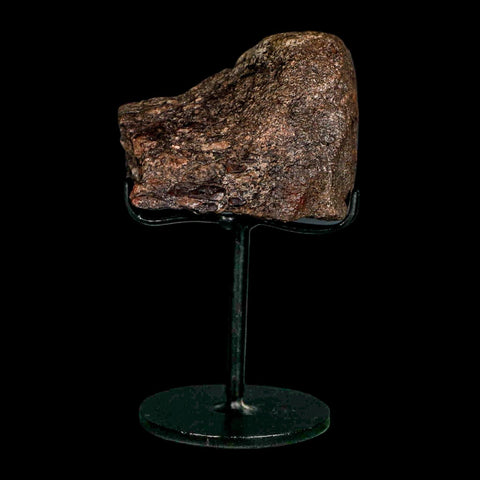 2.5" Allosaurus Fossil Vertebrae Bone Morrison FM Colorado Jurassic Dinosaur COA Stand