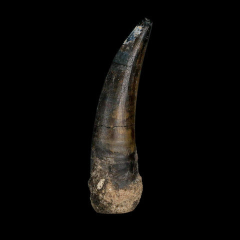 2.5" Suchomimus Fossil Tooth Cretaceous Spinosaurid Dinosaur Elraz FM Niger COA - Fossil Age Minerals