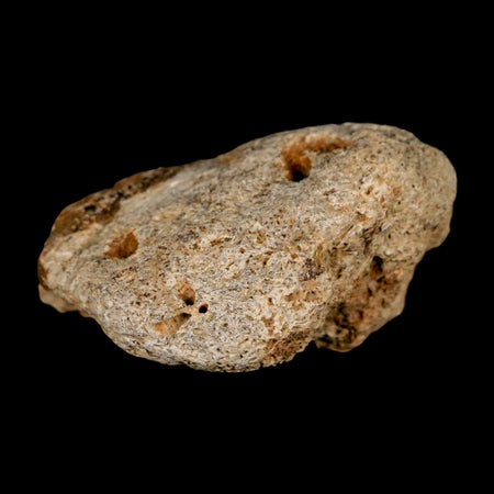 1.4" Ankylosaurus Fossil Scute Bone Judith River FM Cretaceous Dinosaur MT COA