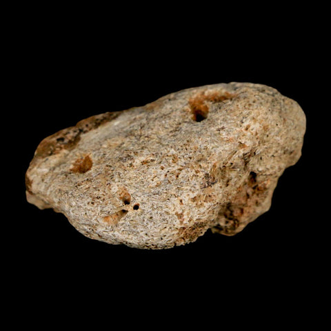 1.4" Ankylosaurus Fossil Scute Bone Judith River FM Cretaceous Dinosaur MT COA