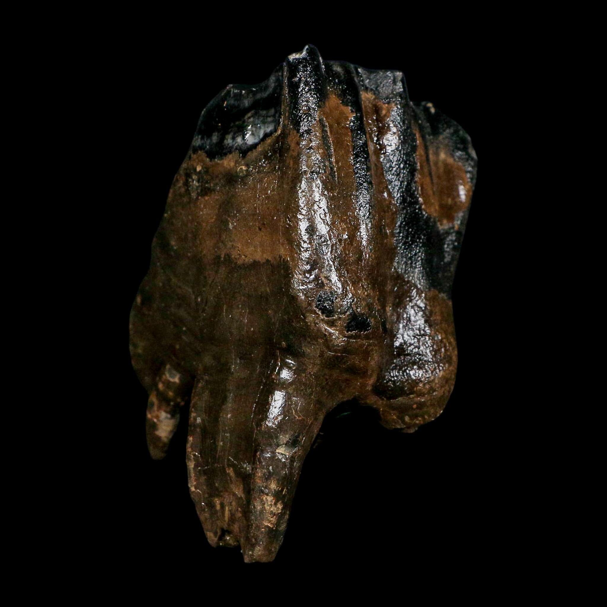 3.9" Woolly Rhinoceros Fossil Rooted Tooth Pleistocene Age Megafauna Russia COA