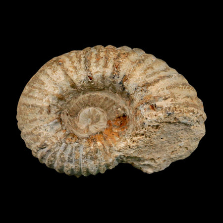4.3" Acanthoceras Ammonite Fossil Agadir Morocco 360 Million Year Old COA