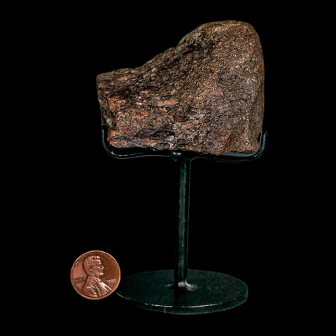 2.5" Allosaurus Fossil Vertebrae Bone Morrison FM Colorado Jurassic Dinosaur COA Stand