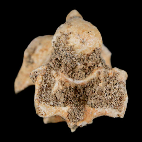 0.8" Palaeophis Magrebianus Sea Snake Vertebra Bone Upper Paleocene Morocco - Fossil Age Minerals