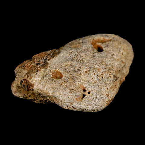 1.4" Ankylosaurus Fossil Scute Bone Judith River FM Cretaceous Dinosaur MT COA