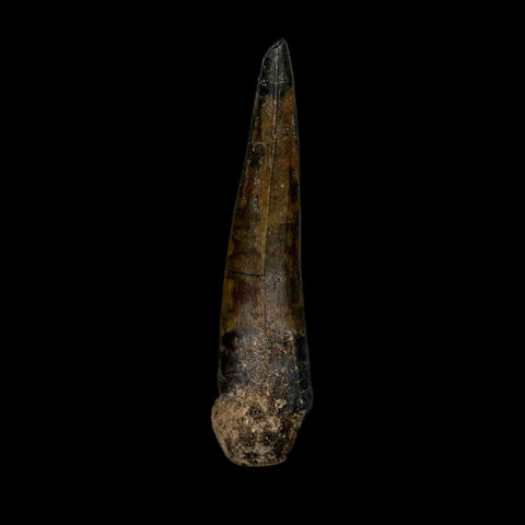 2.5" Suchomimus Fossil Tooth Cretaceous Spinosaurid Dinosaur Elraz FM Niger COA - Fossil Age Minerals