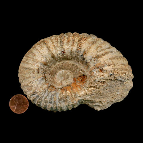 4.3" Acanthoceras Ammonite Fossil Agadir Morocco 360 Million Year Old COA