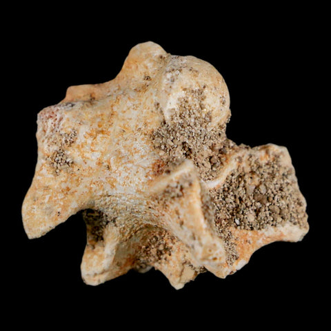 0.8" Palaeophis Magrebianus Sea Snake Vertebra Bone Upper Paleocene Morocco - Fossil Age Minerals