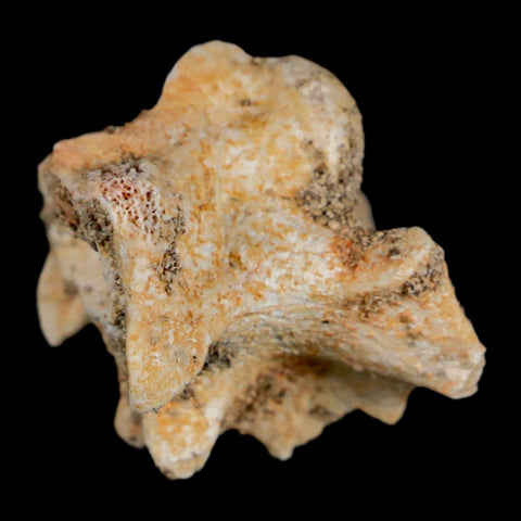 0.8" Palaeophis Magrebianus Sea Snake Vertebra Bone Upper Paleocene Morocco - Fossil Age Minerals