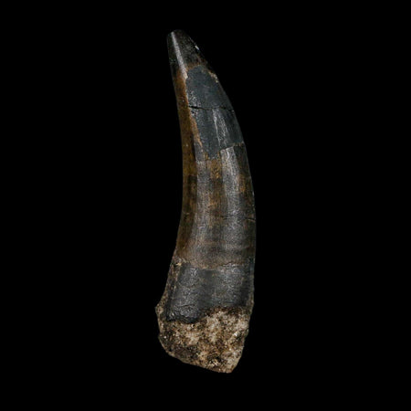 2.5" Suchomimus Fossil Tooth Cretaceous Spinosaurid Dinosaur Elraz FM Niger COA