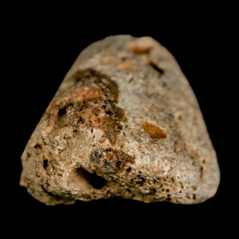 1.4" Ankylosaurus Fossil Scute Bone Judith River FM Cretaceous Dinosaur MT COA