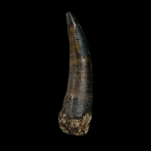 2.5" Suchomimus Fossil Tooth Cretaceous Spinosaurid Dinosaur Elraz FM Niger COA - Fossil Age Minerals
