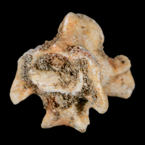 0.8" Palaeophis Magrebianus Sea Snake Vertebra Bone Upper Paleocene Morocco - Fossil Age Minerals