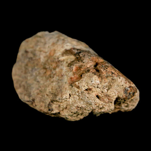 1.4" Ankylosaurus Fossil Scute Bone Judith River FM Cretaceous Dinosaur MT COA