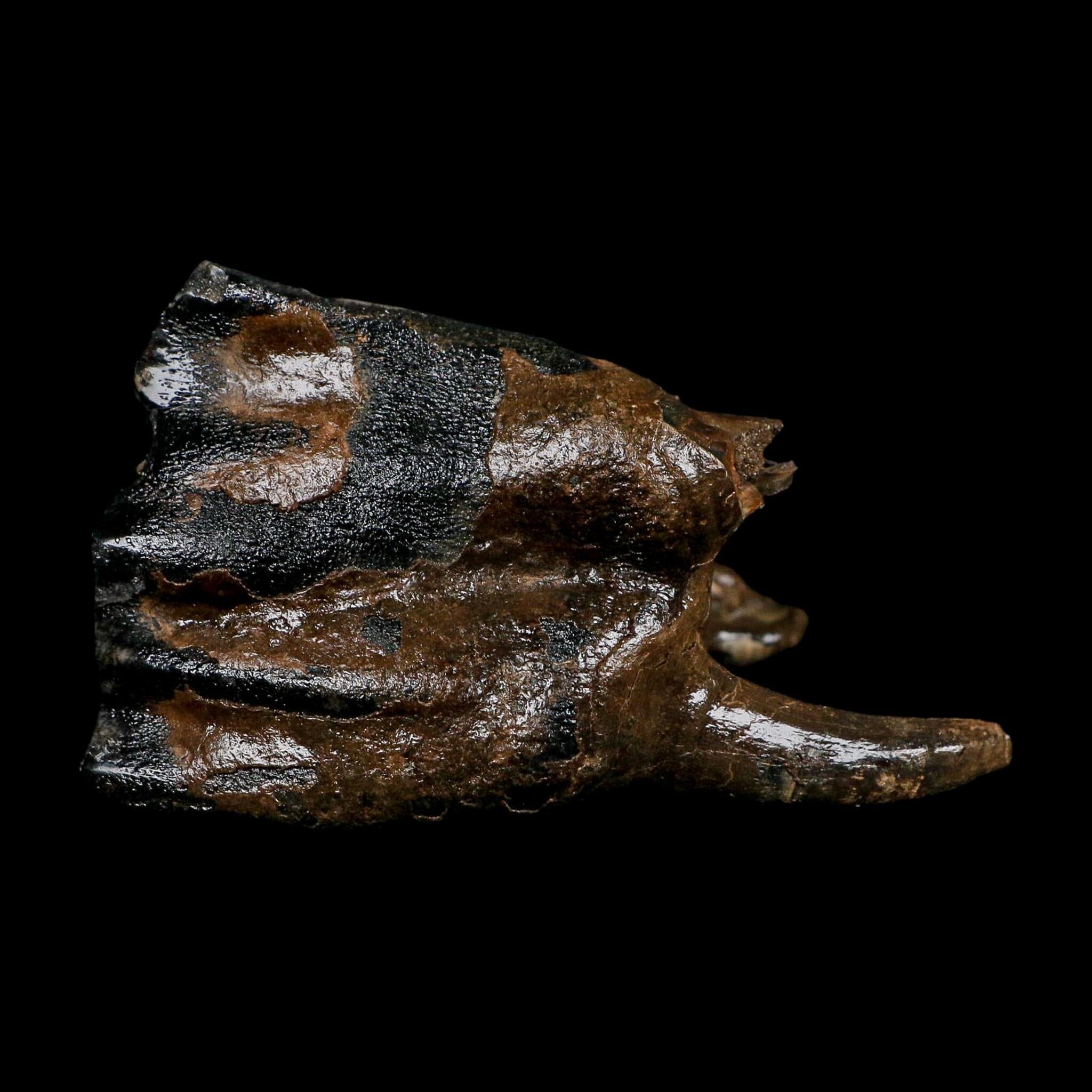3.9" Woolly Rhinoceros Fossil Rooted Tooth Pleistocene Age Megafauna Russia COA