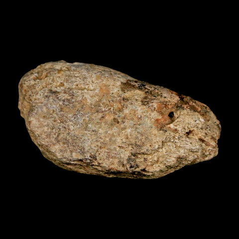 1.4" Ankylosaurus Fossil Scute Bone Judith River FM Cretaceous Dinosaur MT COA