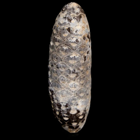 XL 2.4" Fossil Pine Cone Equicalastrobus Replaced By Agate Eocene Age Seeds Fruit