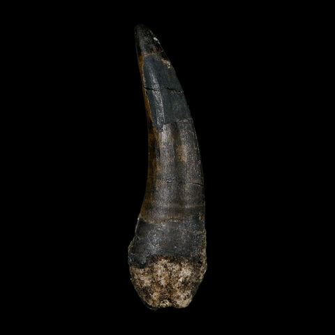 2.5" Suchomimus Fossil Tooth Cretaceous Spinosaurid Dinosaur Elraz FM Niger COA - Fossil Age Minerals