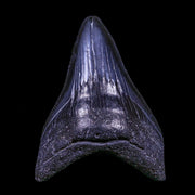 3.9" Quality Megalodon Shark Tooth Serrated Fossil Natural Miocene Age COA