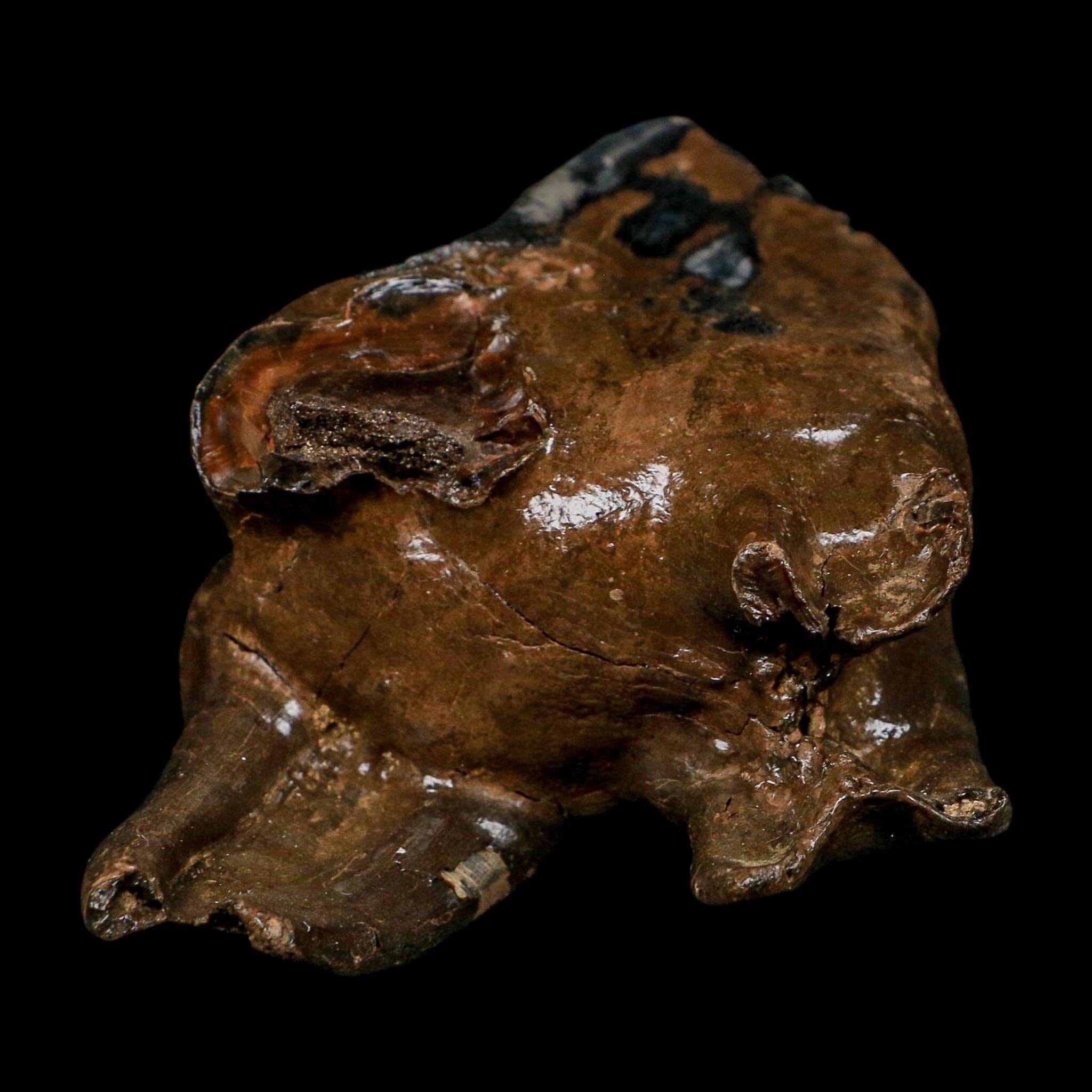 3.9" Woolly Rhinoceros Fossil Rooted Tooth Pleistocene Age Megafauna Russia COA