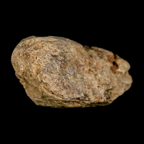 1.4" Ankylosaurus Fossil Scute Bone Judith River FM Cretaceous Dinosaur MT COA