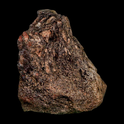 2.5" Allosaurus Fossil Vertebrae Bone Morrison FM Colorado Jurassic Dinosaur COA Stand