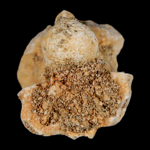 0.8" Palaeophis Magrebianus Sea Snake Vertebra Bone Upper Paleocene Morocco - Fossil Age Minerals