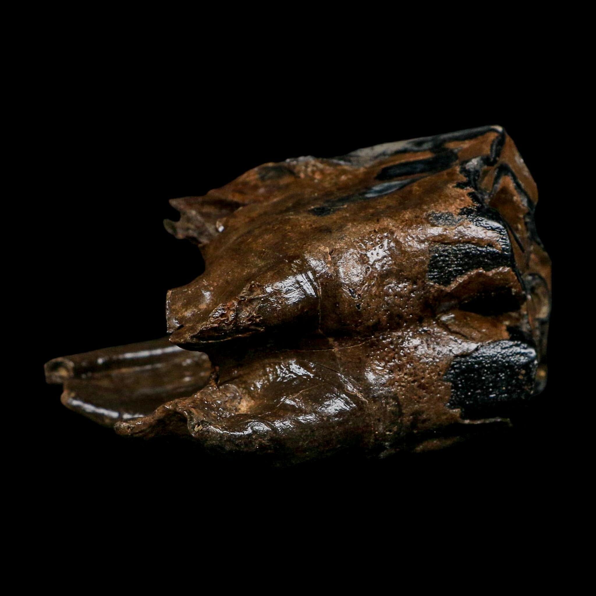 3.9" Woolly Rhinoceros Fossil Rooted Tooth Pleistocene Age Megafauna Russia COA