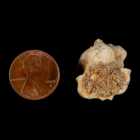 0.8" Palaeophis Magrebianus Sea Snake Vertebra Bone Upper Paleocene Morocco - Fossil Age Minerals
