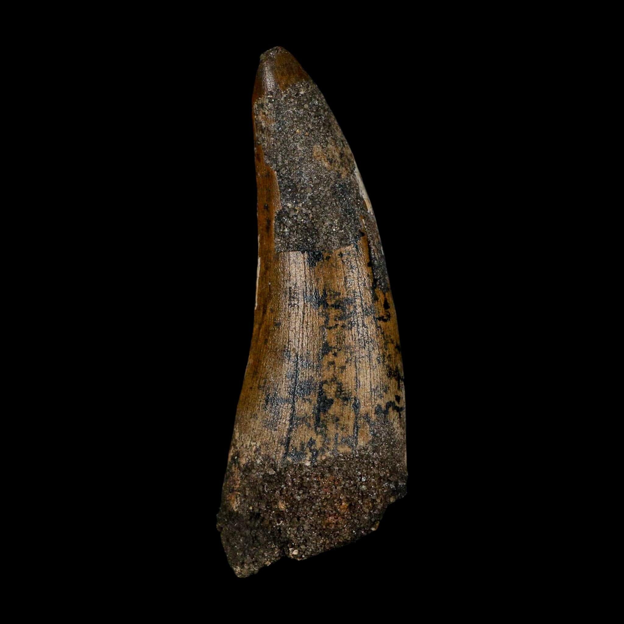 2.5" Suchomimus Fossil Tooth Cretaceous Spinosaurid Dinosaur Elraz FM Niger COA - Fossil Age Minerals