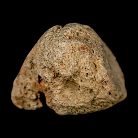 1.4" Ankylosaurus Fossil Scute Bone Judith River FM Cretaceous Dinosaur MT COA