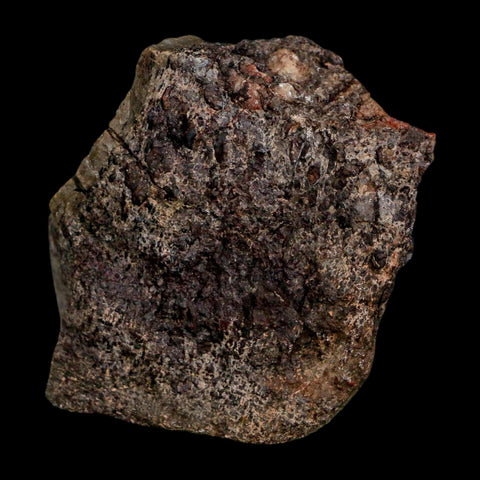 2.5" Allosaurus Fossil Vertebrae Bone Morrison FM Colorado Jurassic Dinosaur COA Stand