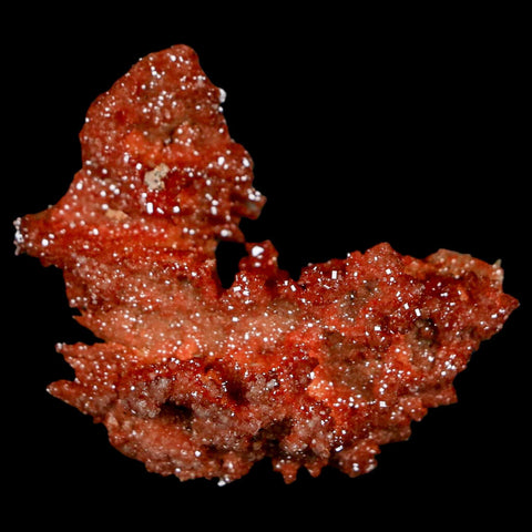 1.8" Sparkly Red Vanadinite Crystals On Orange Barite Blades Mineral Mabladen Morocco - Fossil Age Minerals