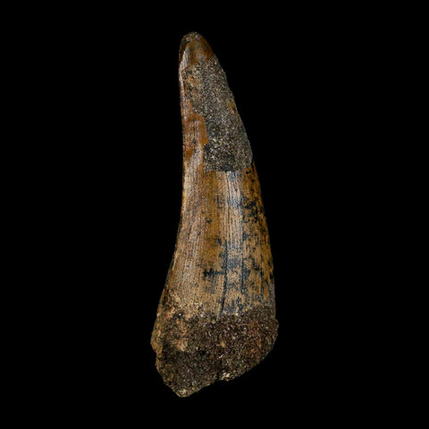 2.5" Suchomimus Fossil Tooth Cretaceous Spinosaurid Dinosaur Elraz FM Niger COA