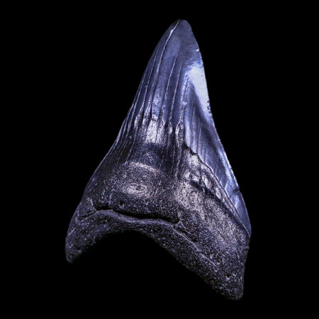 3.9" Quality Megalodon Shark Tooth Serrated Fossil Natural Miocene Age COA